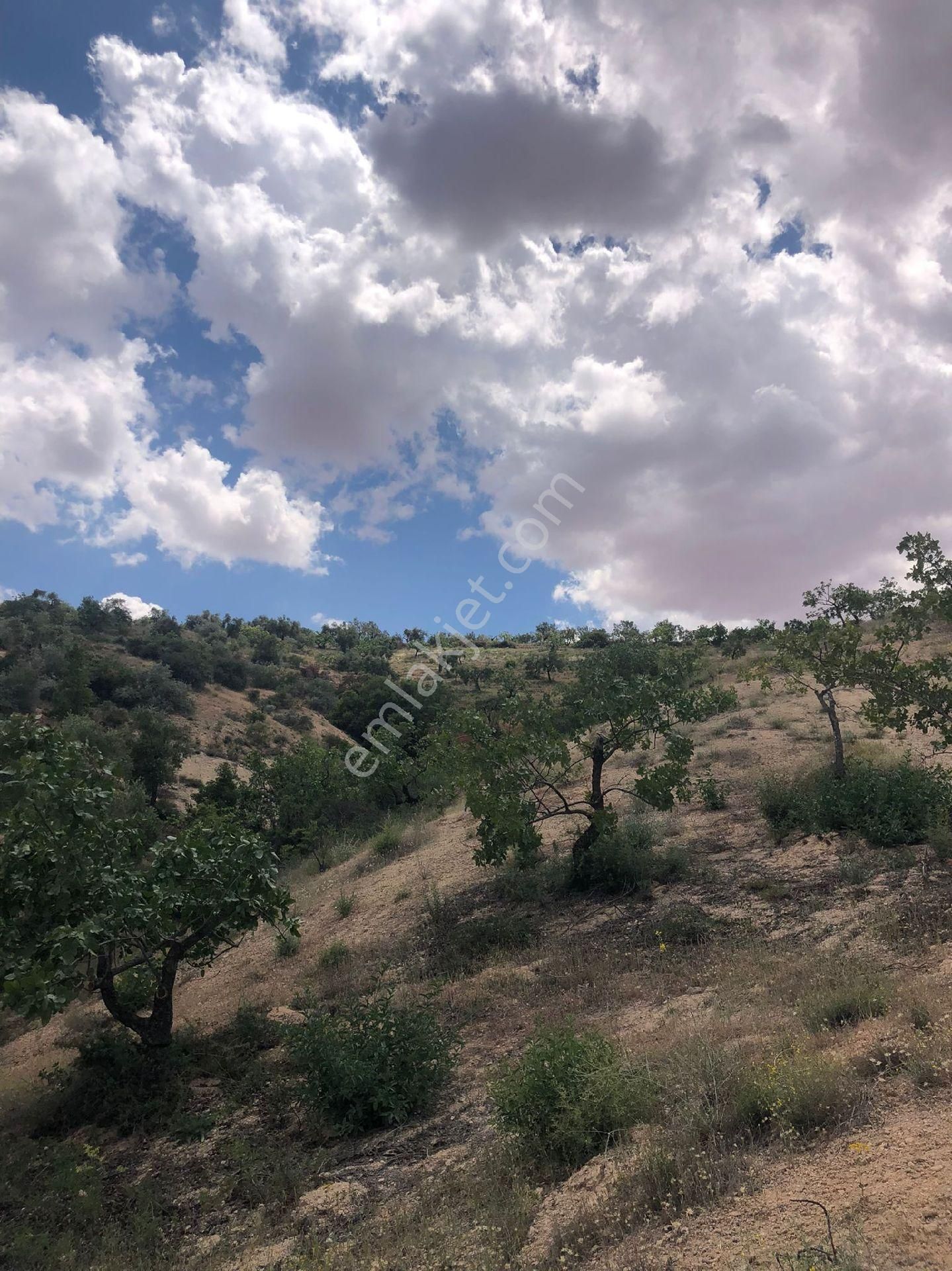 Nizip Yeni Yazı Köyünde Satlik Fıstık Zeytin - Görsel 9