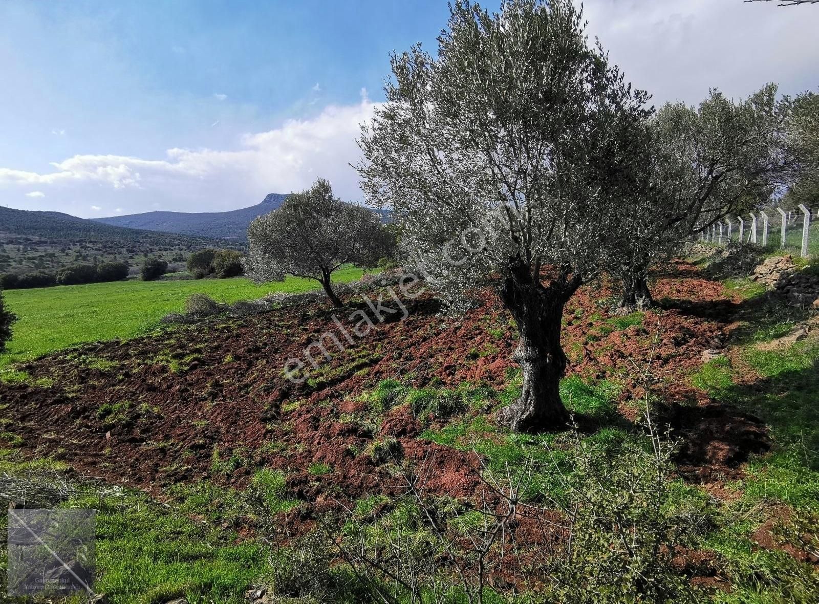 Foça Yenibağarasın'da Cezaevi Yakını Satılık Zeytinlik - Görsel 2