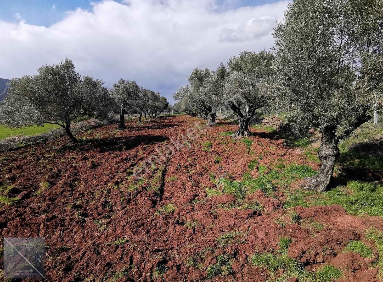 Foça Yenibağarasın'da Cezaevi Yakını Satılık Zeytinlik