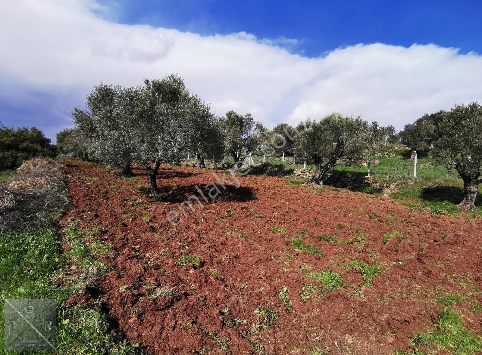 Foça Yenibağarasın'da Cezaevi Yakını Satılık Zeytinlik - Görsel 3