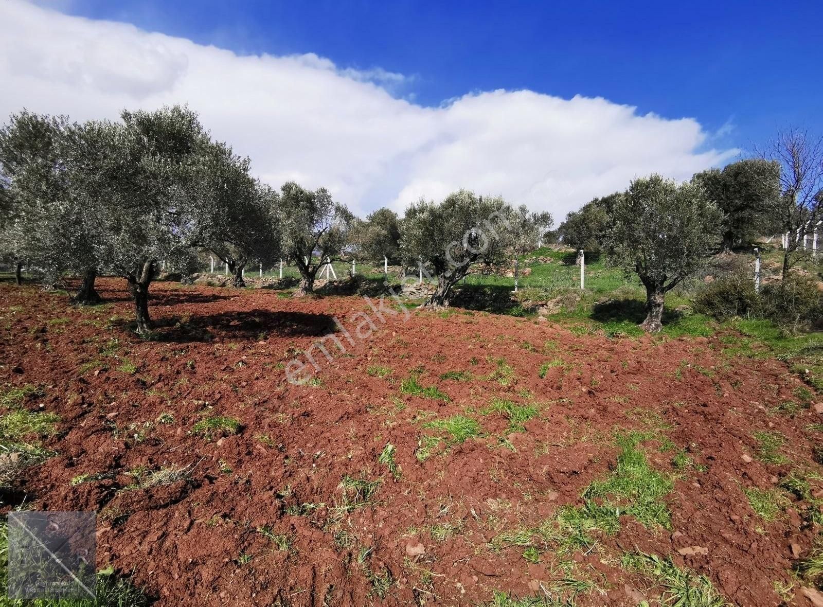 Foça Yenibağarasın'da Cezaevi Yakını Satılık Zeytinlik - Görsel 4