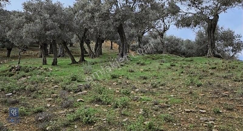 Bayındır Çenikler'de Satılık Müstakil Tapulu Zeytinlik