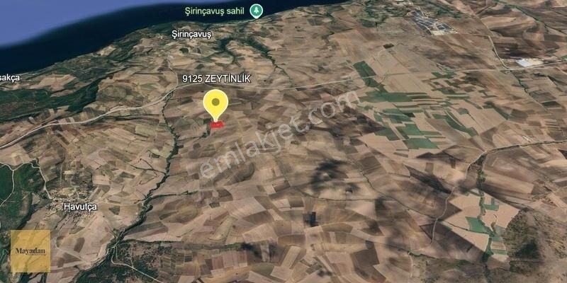 Mayadan Gyo'dan Havutçada Satılık Zeytinlik 9125 M2