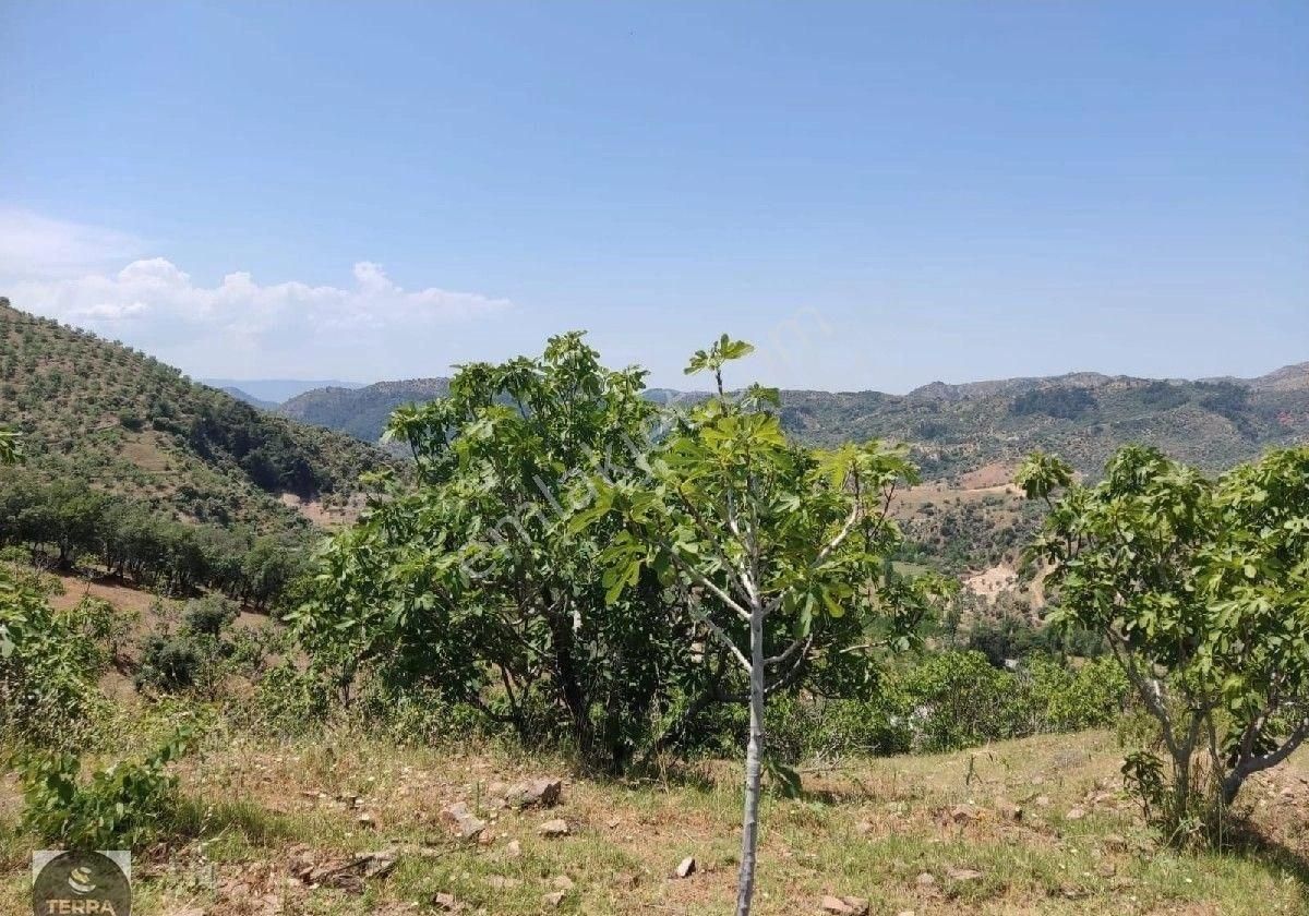 Aydın İncirliova Köprüovasında 6740 M2 Satılık Bahçe