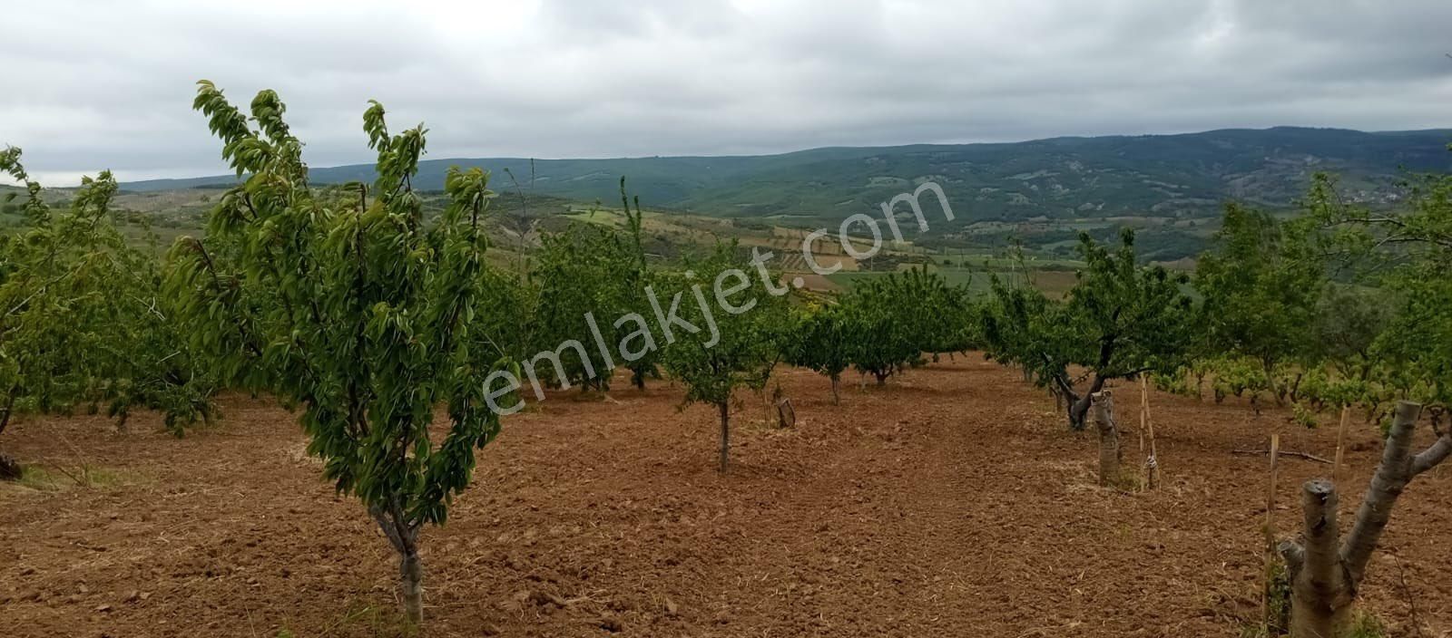 Şarköy Çınarlıda Çeşitli Meyve Ağaçları Bulunan Bağ Bahçesi