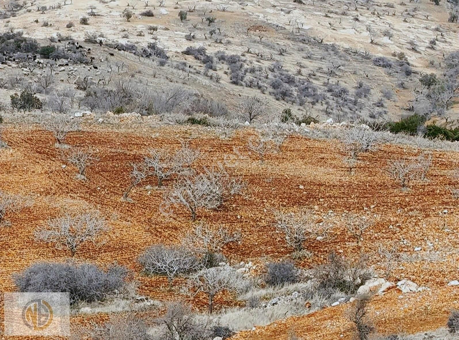 Nizip Kocatepede Yatırıma Uygun Fıstıklık