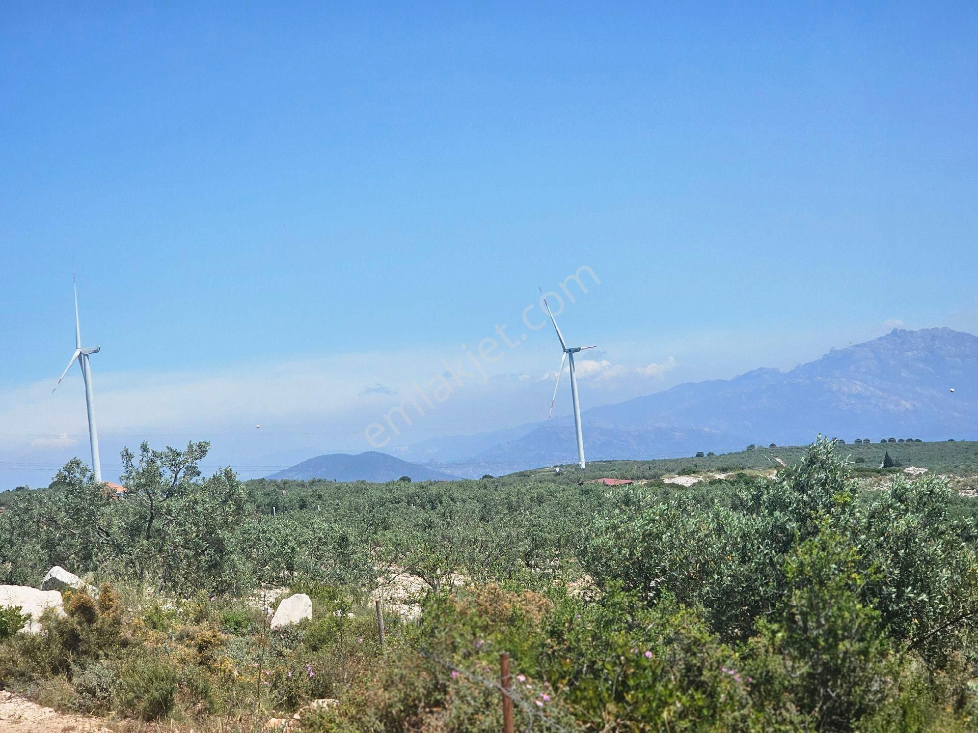 Söke Emlak Ofisisınden Akyenıköyde Satılık Zeytinlik - Görsel 8