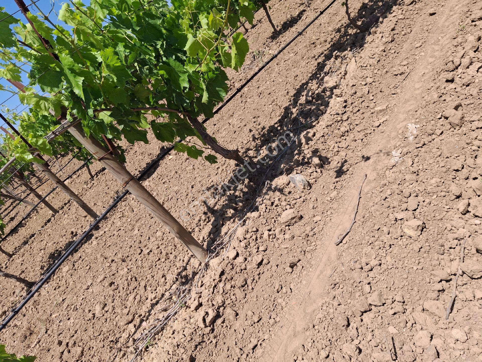 Salihli Çapaklı Mah Bakımlı Satılık Üzüm Bağı - Görsel 31