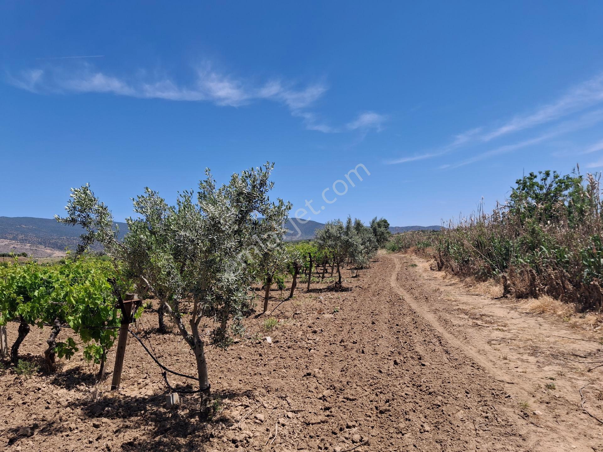 Salihli Çapaklı Mah Bakımlı Satılık Üzüm Bağı - Görsel 19