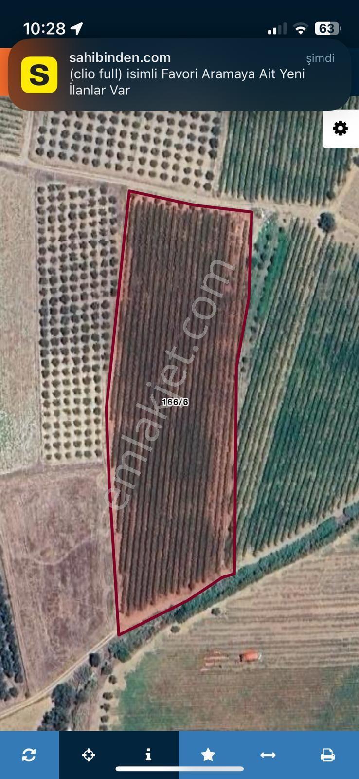 Salihli Çapaklı Mah Bakımlı Satılık Üzüm Bağı - Görsel 14