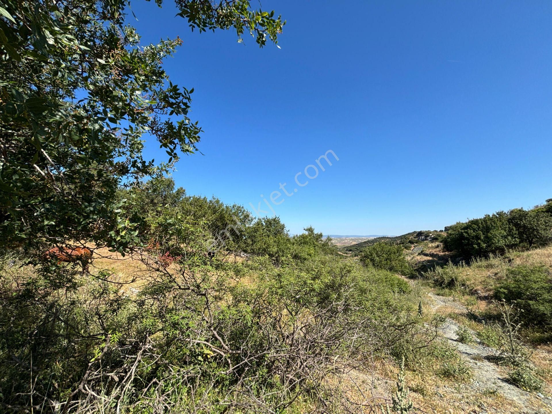 Doğanbey Atatürk Mahallesi'nde Yeni İmar Geçmiş, Villa İmarlı 311 M² Parsel - Görsel 3