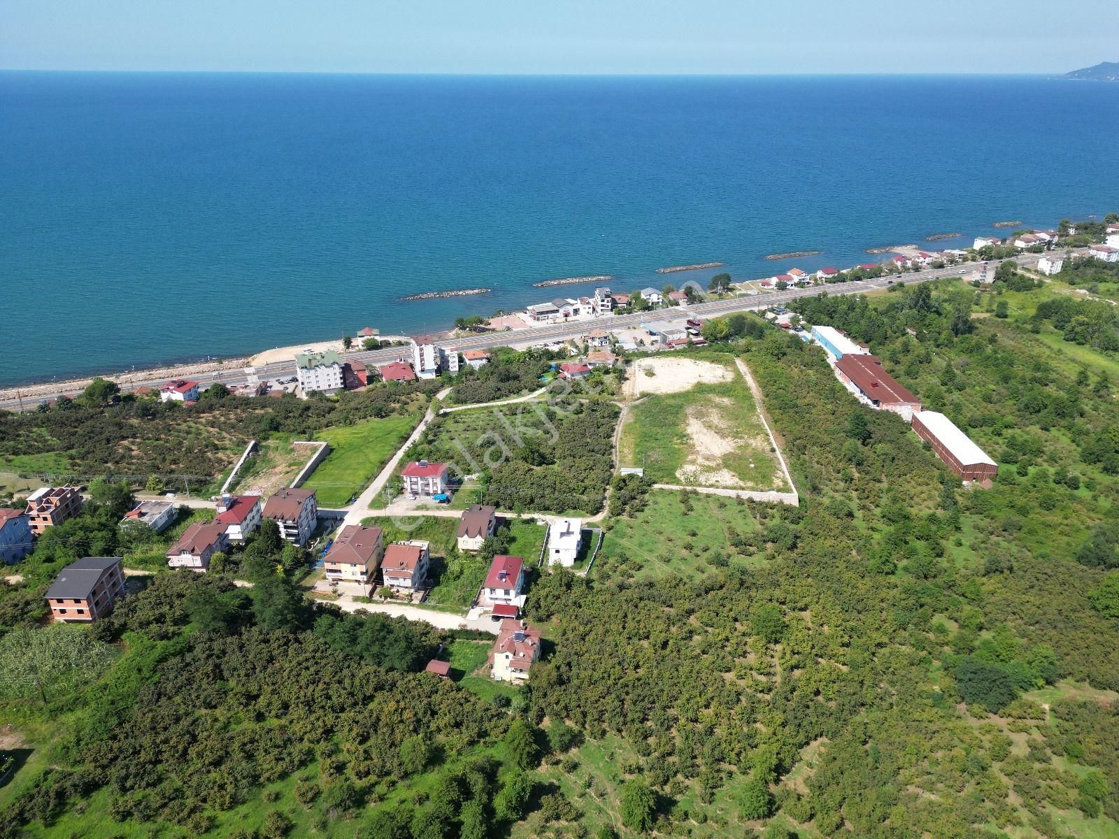 Z Grup Fatsa Yeni Pazar Mah.satiılık Villa İmarlı Deniz Manzaralı Arsa