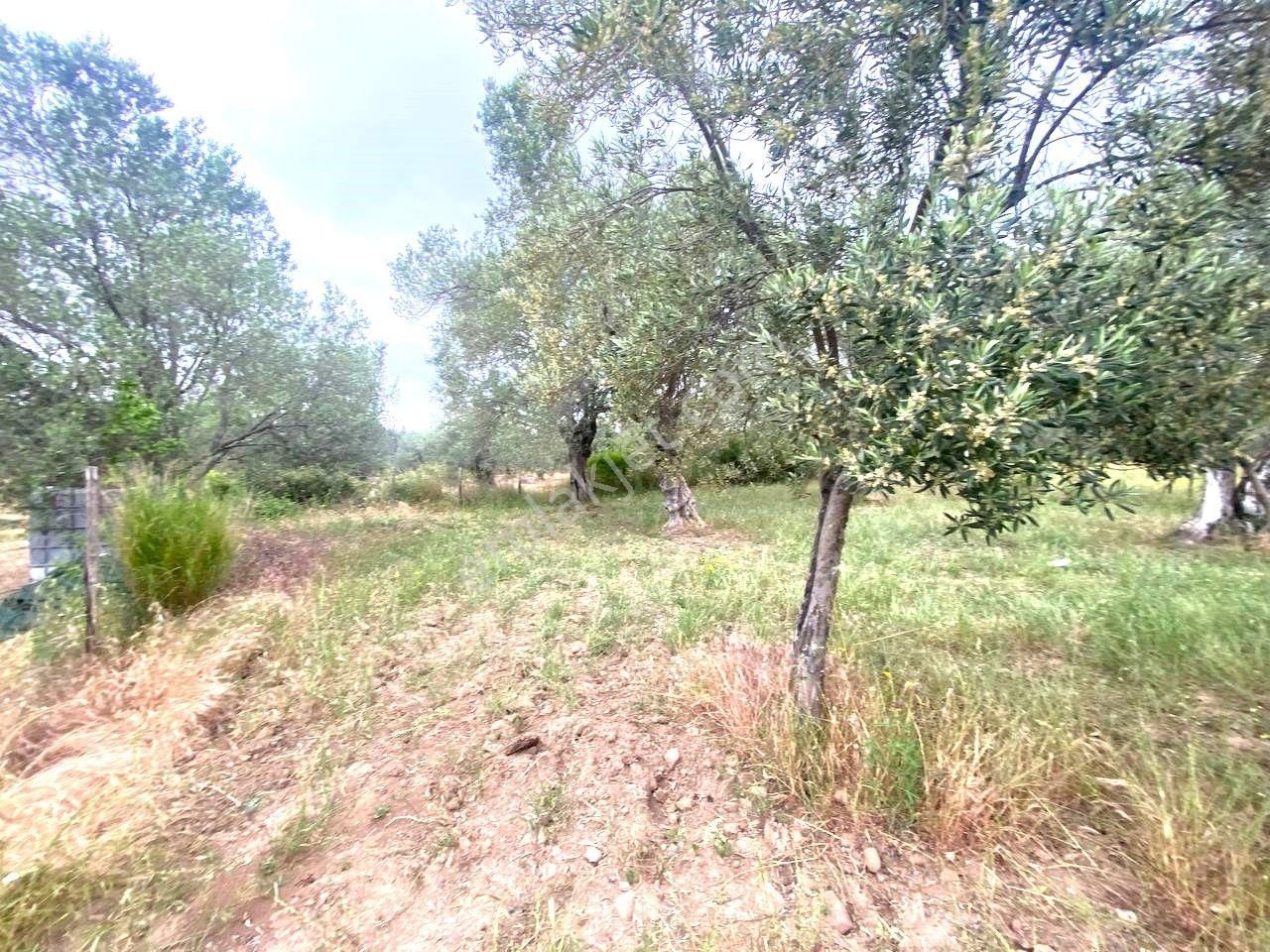 🔴aktiften Burhaniye Dutlucada İçerisinde 10 Adet Zeytin Ağacı Bulunan 493m2 Satılık Zeytinlik🔴