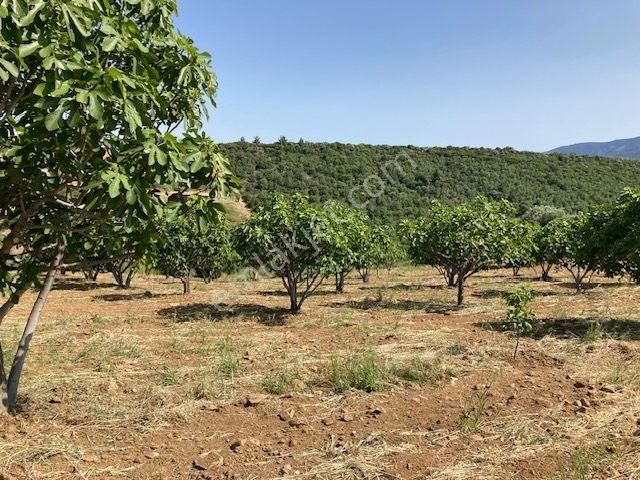 Karacasu Yetişkin Bakımlı İncir Bahçesi 18 Dönüm - Görsel 9