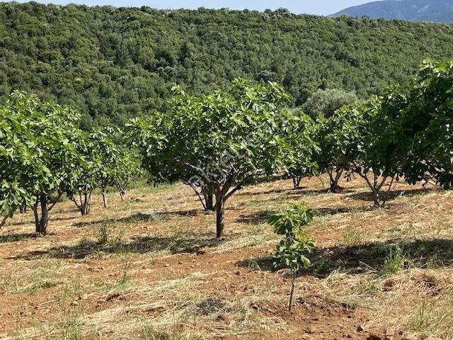 Karacasu Yetişkin Bakımlı İncir Bahçesi 18 Dönüm - Görsel 10