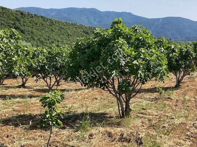Karacasu Yetişkin Bakımlı İncir Bahçesi 18 Dönüm