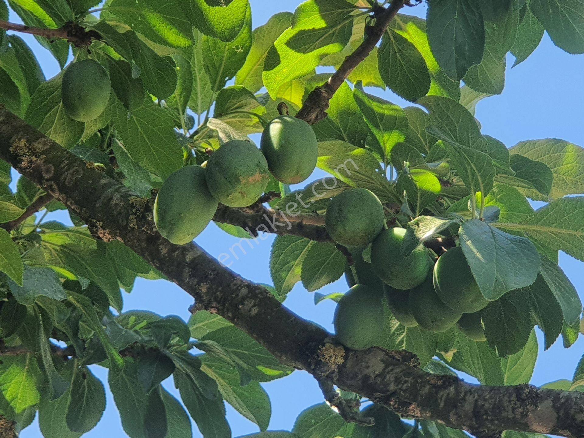 Kirazli Köyünde Bahçenizde Olsun