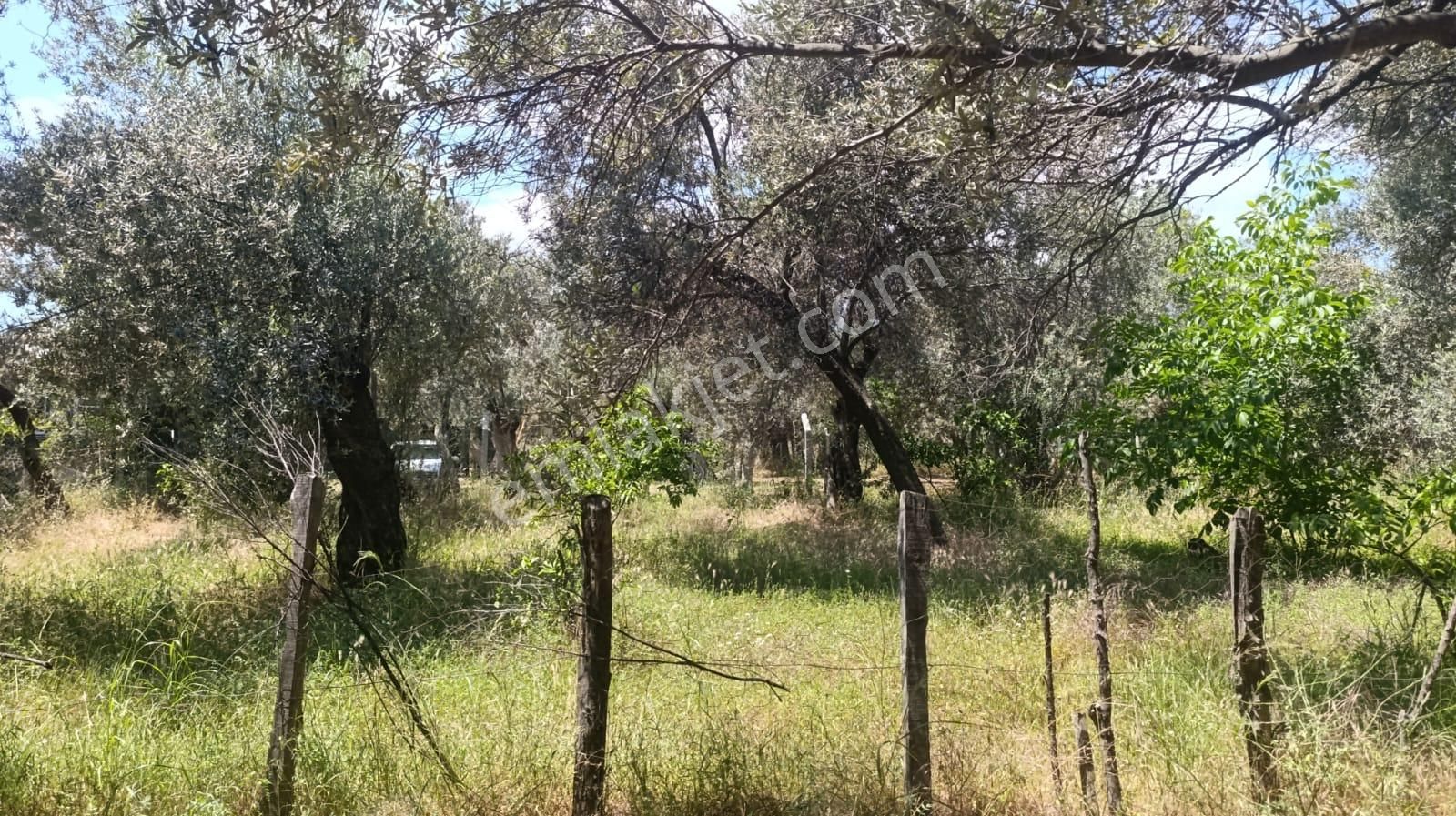 Konut Emlak'tan Zeytinli Girişinde Ana Cadde Üzeri Satılık Zeytinlik - Görsel 3