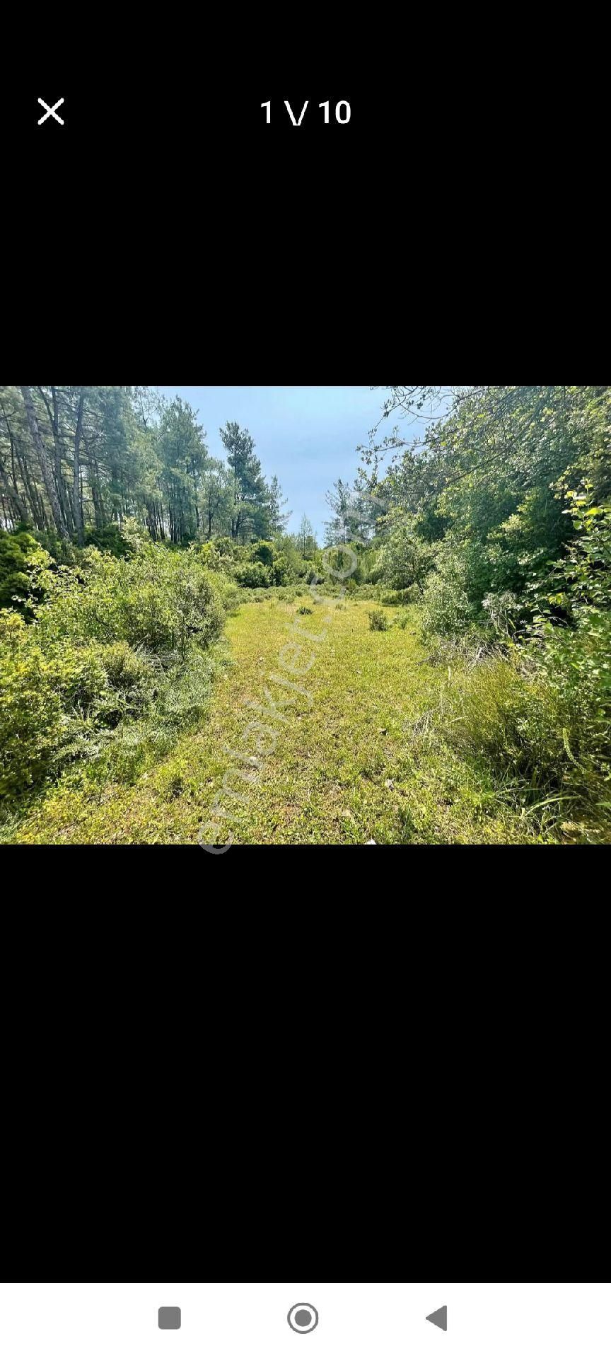 Çiftlik'te Satılık Tarla - Görsel 4