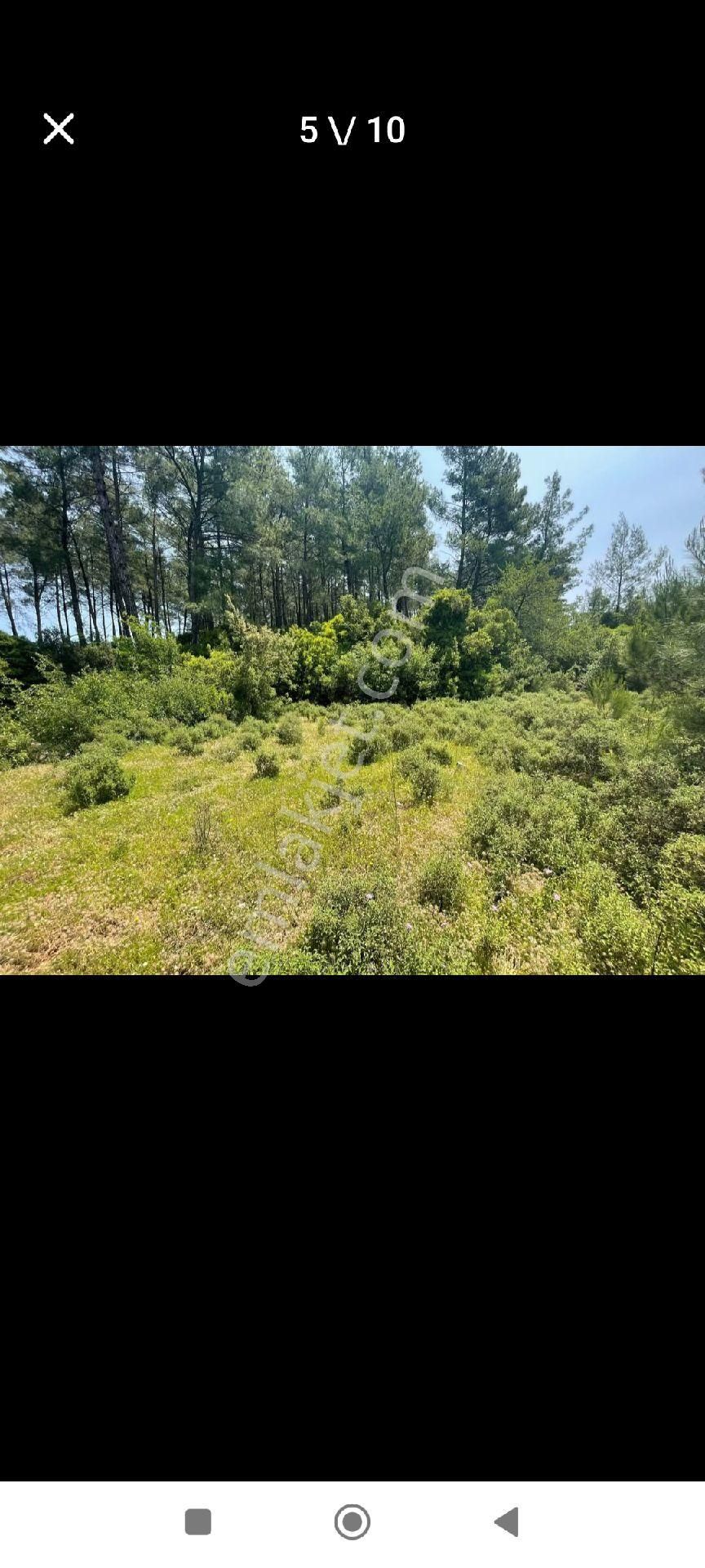 Çiftlik'te Satılık Tarla - Görsel 6