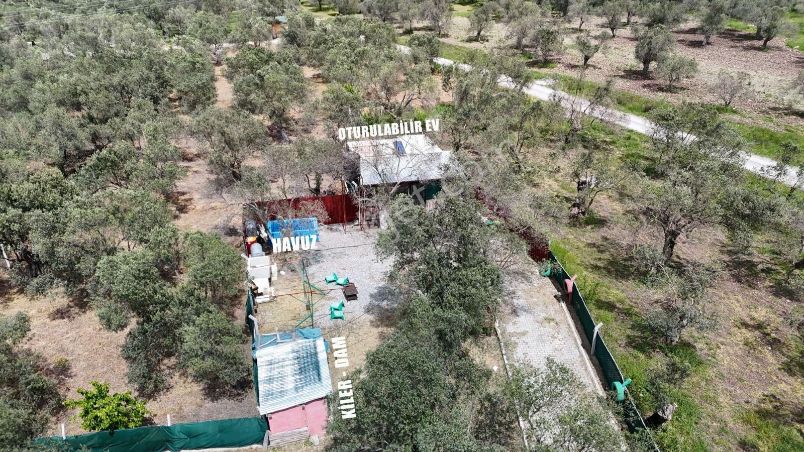 Poyraz Gayrimenkul'den Havran Mescit'te Satılık 1233m2 Hobi Bahçesi