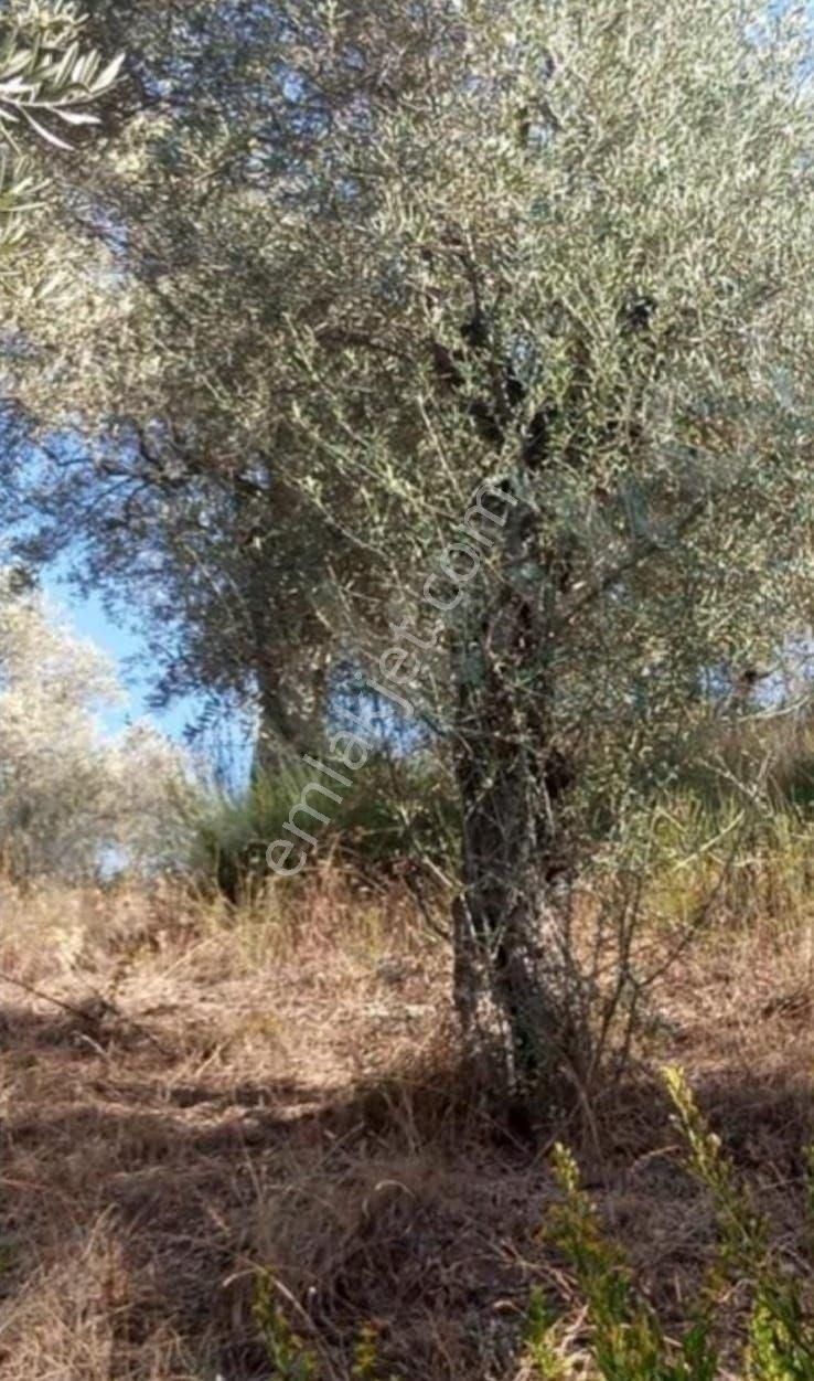 Muğla Milas'ta 13.187 M2 Satılık Zeytinlik
