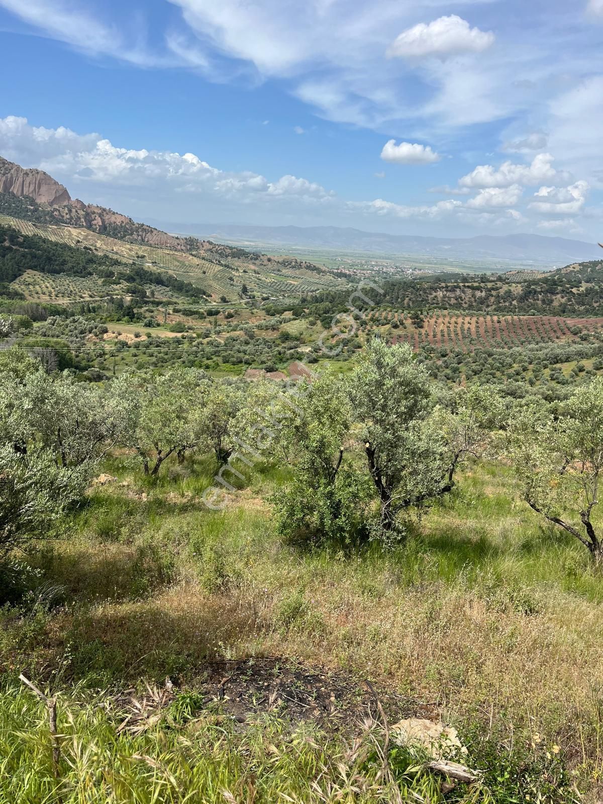 Yuvam Gayrimenkul'den Salihli Şirinyer Mah. 8.129 M2 Satılık Zeytinlik - Görsel 9