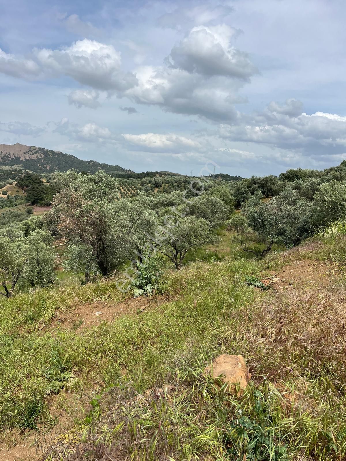 Yuvam Gayrimenkul'den Salihli Şirinyer Mah. 8.129 M2 Satılık Zeytinlik - Görsel 18