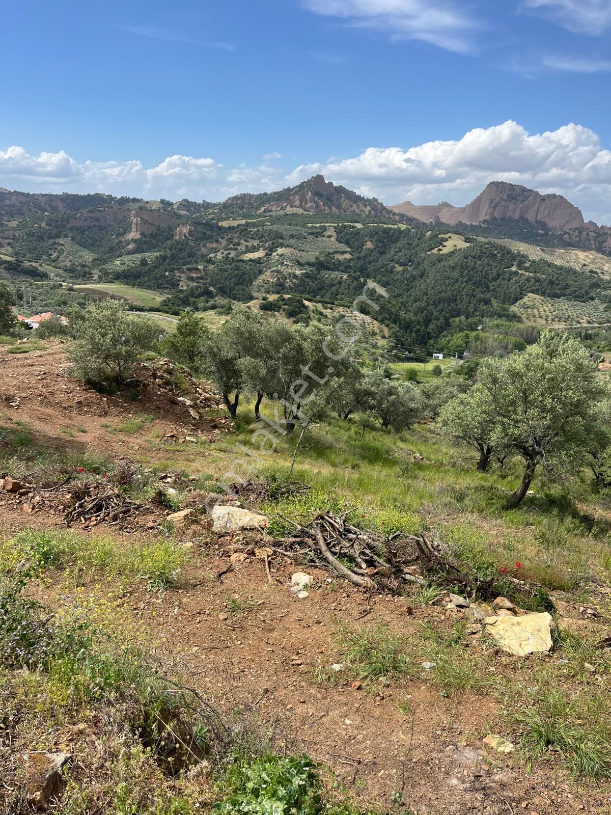 Yuvam Gayrimenkul'den Salihli Şirinyer Mah. 8.129 M2 Satılık Zeytinlik - Görsel 20