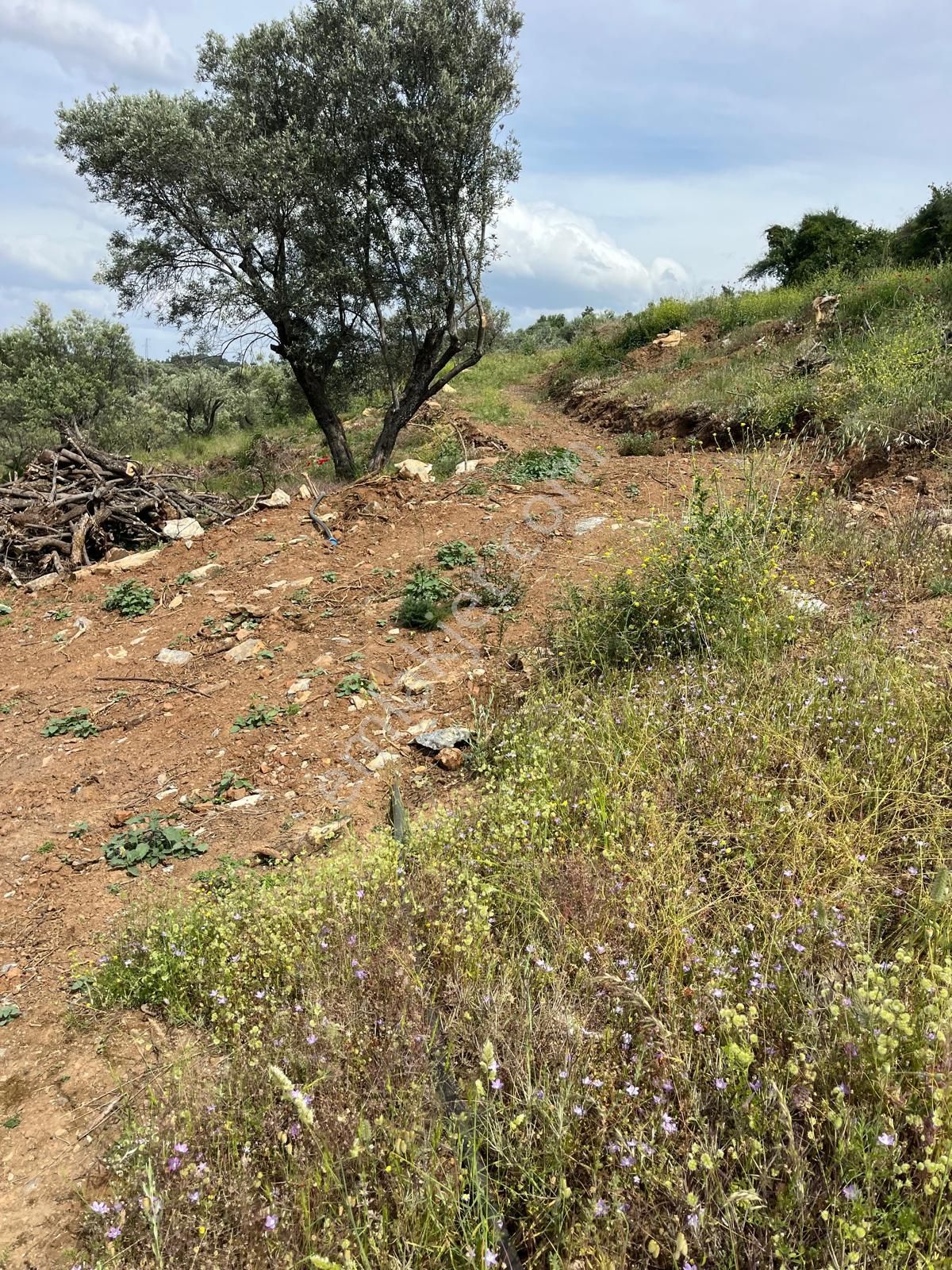 Yuvam Gayrimenkul'den Salihli Şirinyer Mah. 8.129 M2 Satılık Zeytinlik - Görsel 17