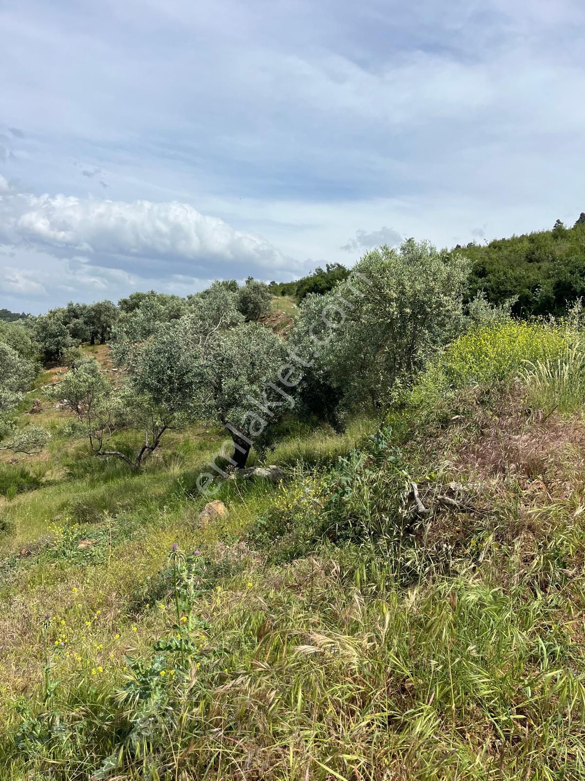Yuvam Gayrimenkul'den Salihli Şirinyer Mah. 8.129 M2 Satılık Zeytinlik - Görsel 8