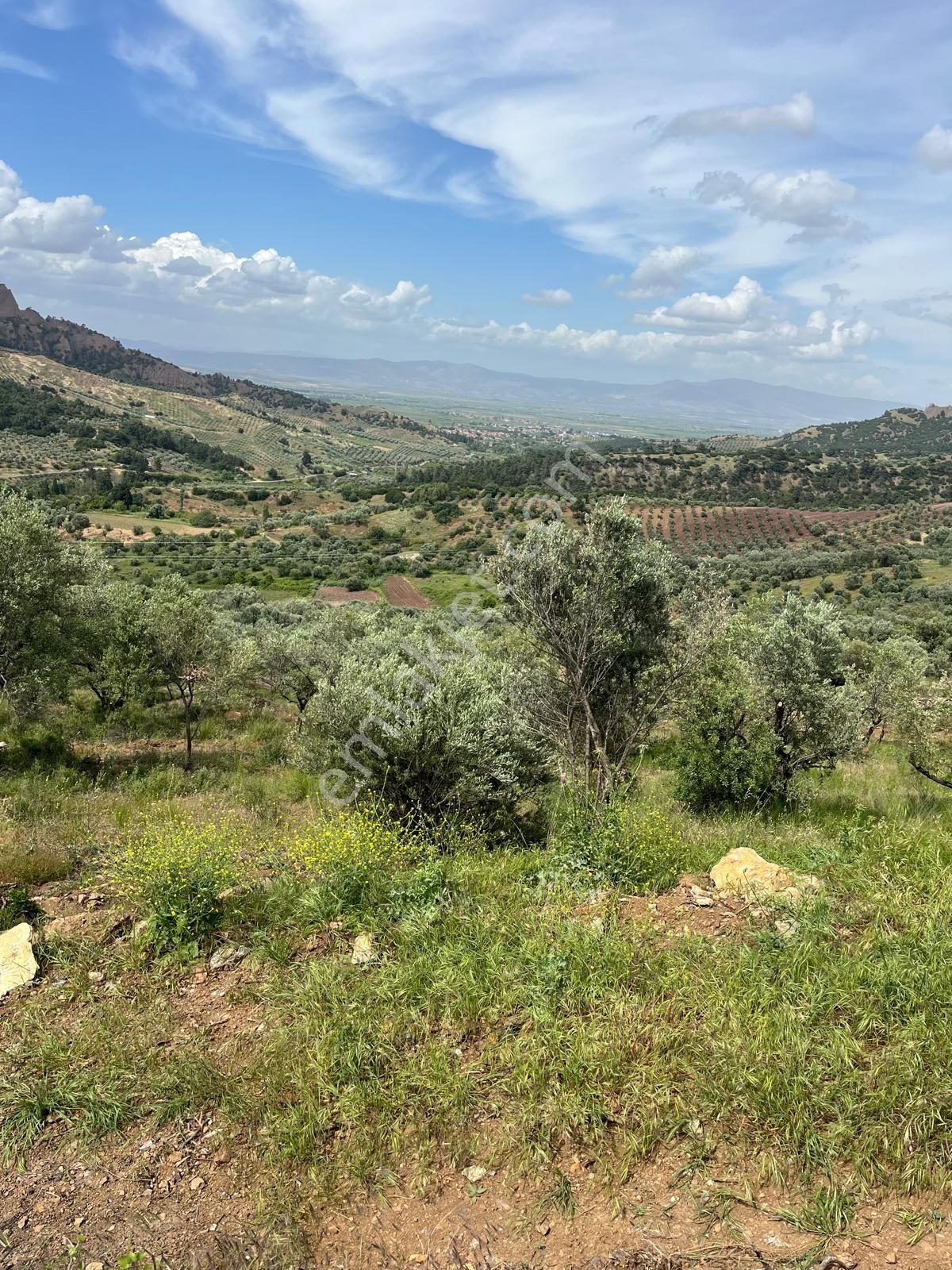 Yuvam Gayrimenkul'den Salihli Şirinyer Mah. 8.129 M2 Satılık Zeytinlik - Görsel 19