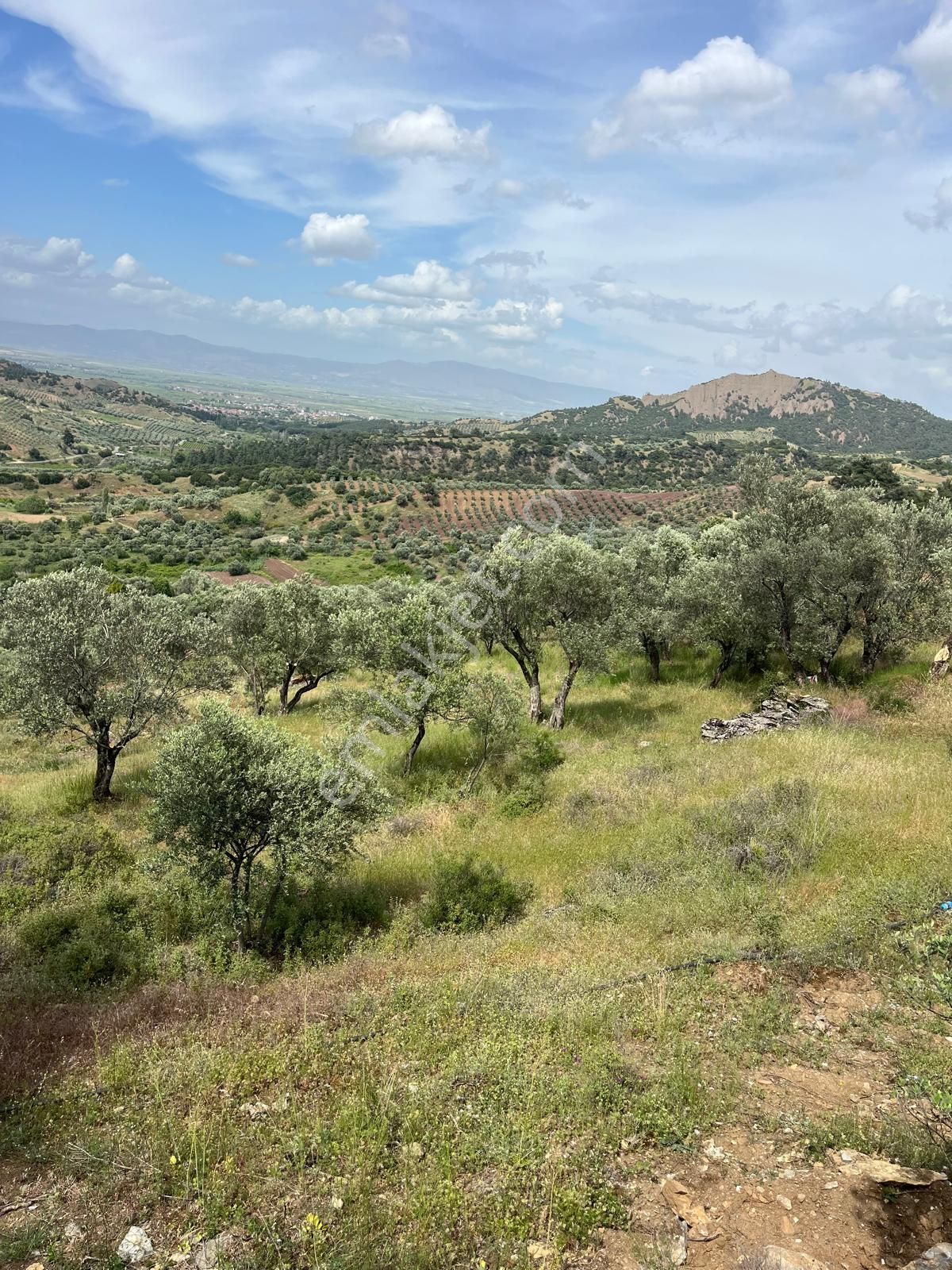 Yuvam Gayrimenkul'den Salihli Şirinyer Mah. 8.129 M2 Satılık Zeytinlik - Görsel 16