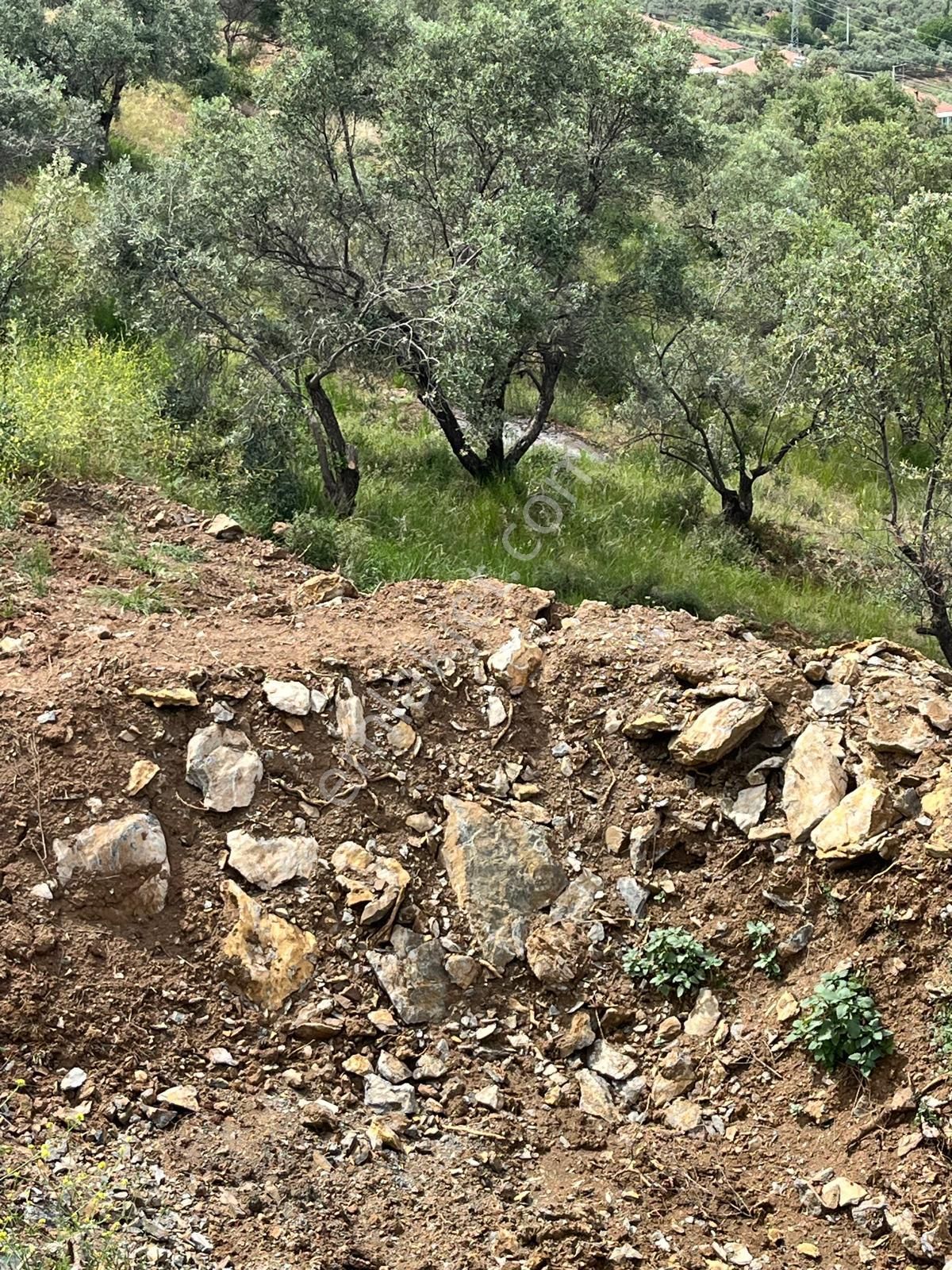 Yuvam Gayrimenkul'den Salihli Şirinyer Mah. 8.129 M2 Satılık Zeytinlik - Görsel 7