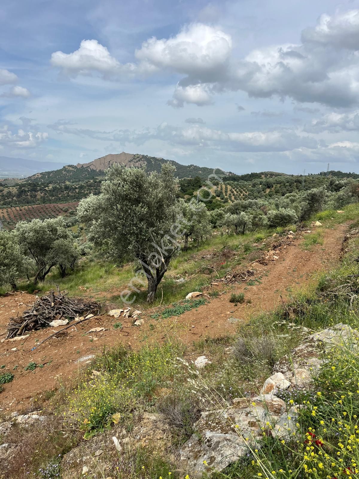 Yuvam Gayrimenkul'den Salihli Şirinyer Mah. 8.129 M2 Satılık Zeytinlik - Görsel 21
