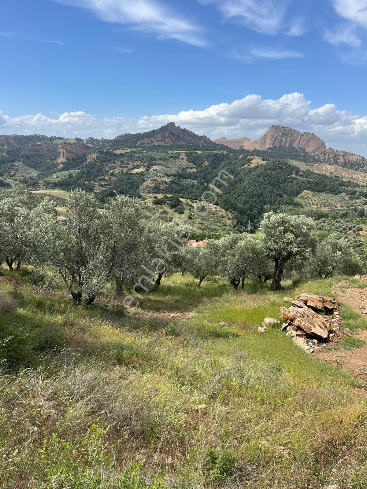 Yuvam Gayrimenkul'den Salihli Şirinyer Mah. 8.129 M2 Satılık Zeytinlik - Görsel 15