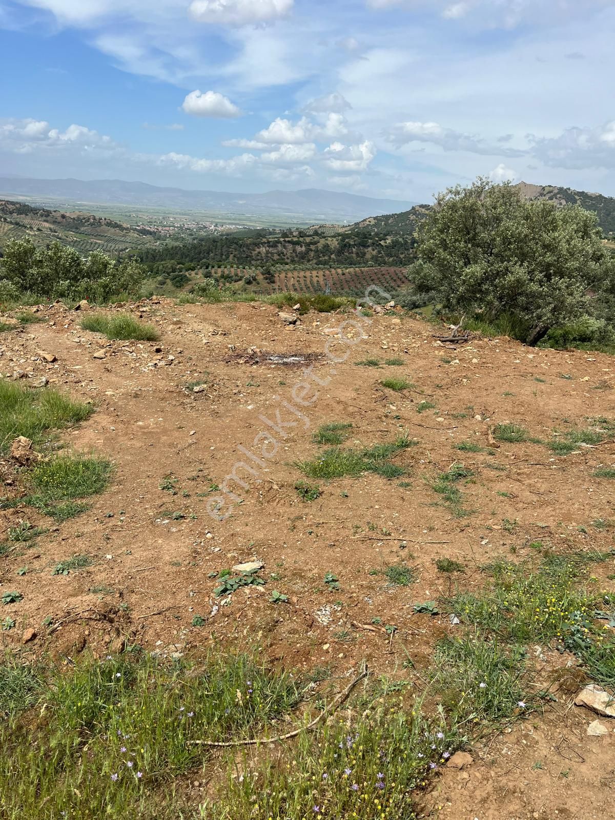 Yuvam Gayrimenkul'den Salihli Şirinyer Mah. 8.129 M2 Satılık Zeytinlik - Görsel 24