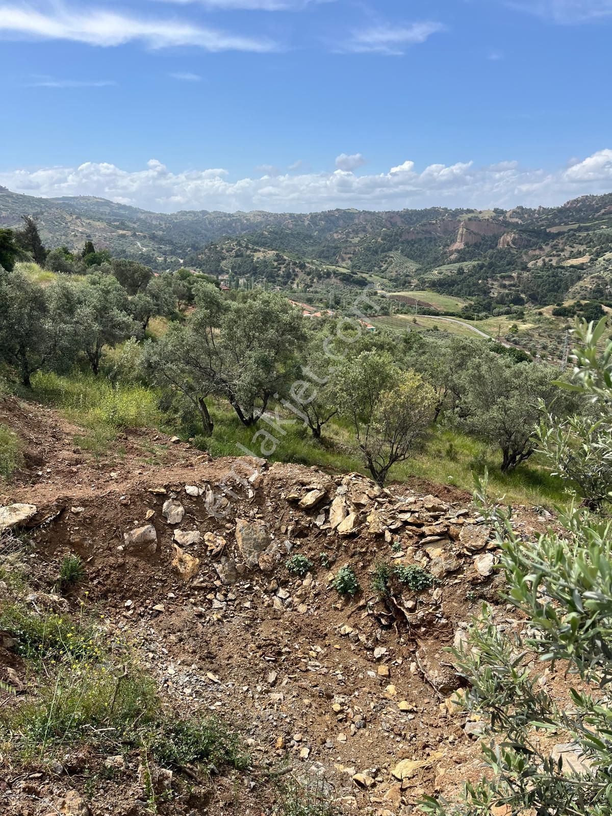 Yuvam Gayrimenkul'den Salihli Şirinyer Mah. 8.129 M2 Satılık Zeytinlik - Görsel 6