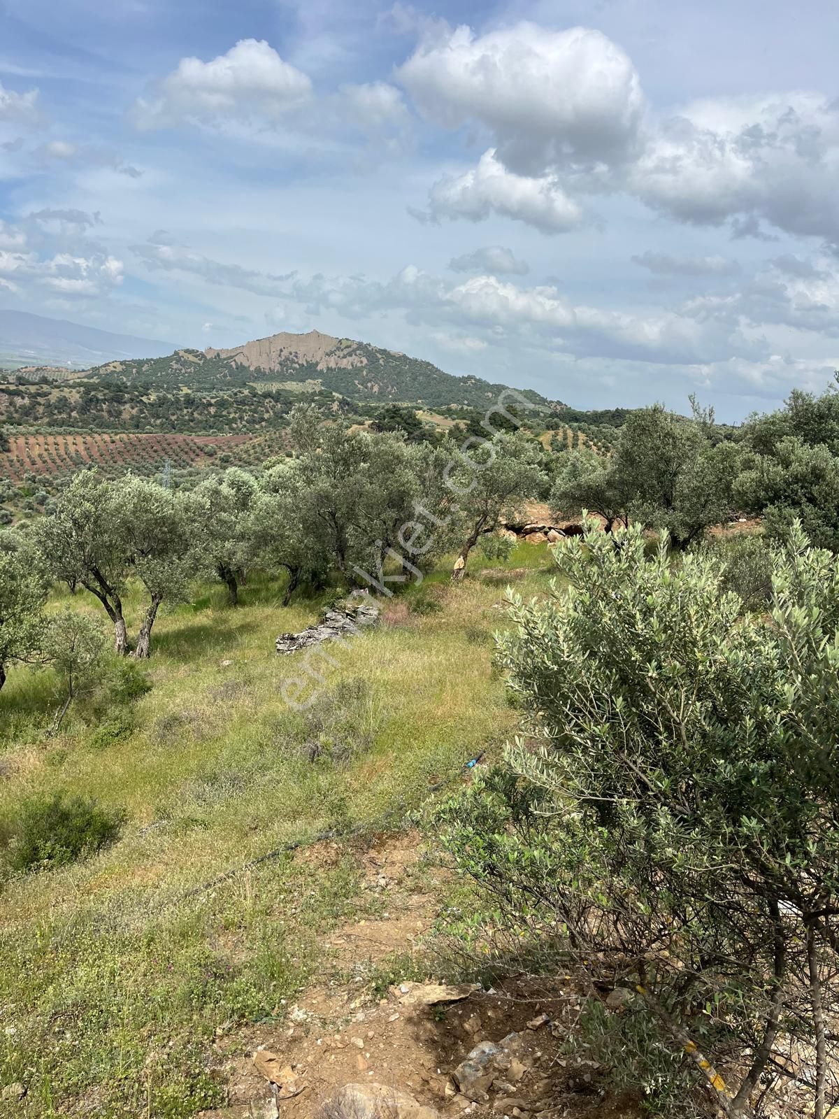 Yuvam Gayrimenkul'den Salihli Şirinyer Mah. 8.129 M2 Satılık Zeytinlik - Görsel 14