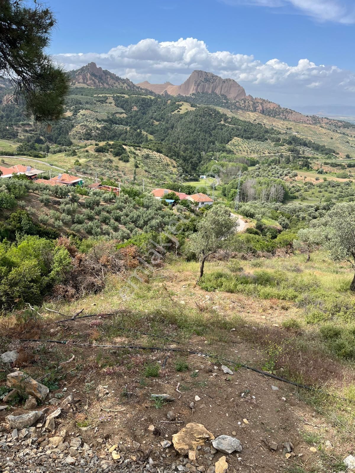 Yuvam Gayrimenkul'den Salihli Şirinyer Mah. 8.129 M2 Satılık Zeytinlik - Görsel 13