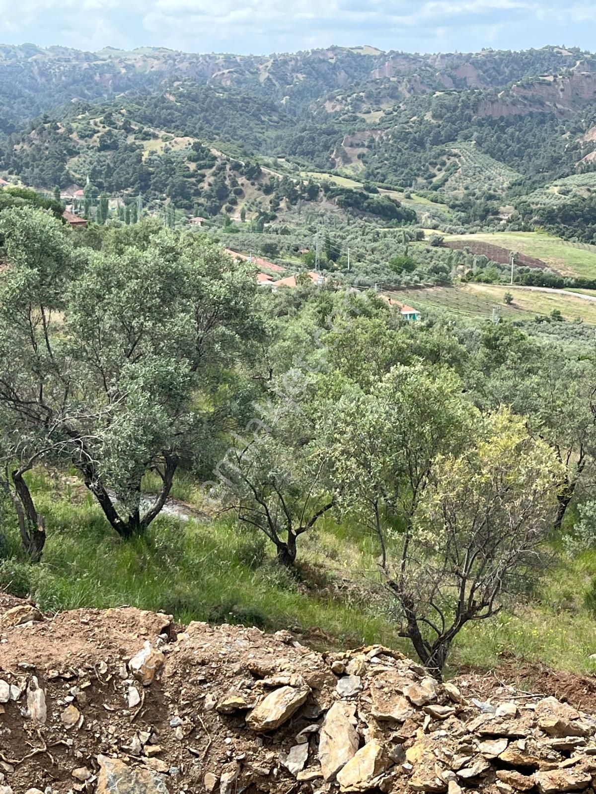 Yuvam Gayrimenkul'den Salihli Şirinyer Mah. 8.129 M2 Satılık Zeytinlik - Görsel 11