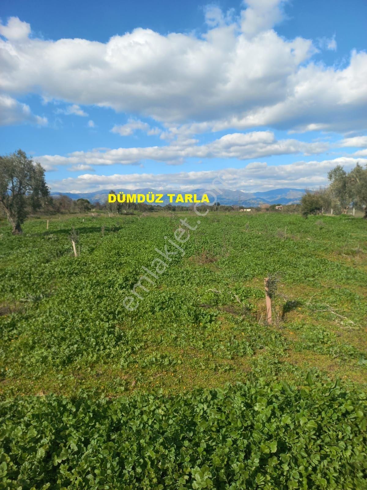 Nazilli-bozdoğan - Yenipazar Yolu Kavşağına Yakın Mevkide Satılık Tarla - Görsel 6
