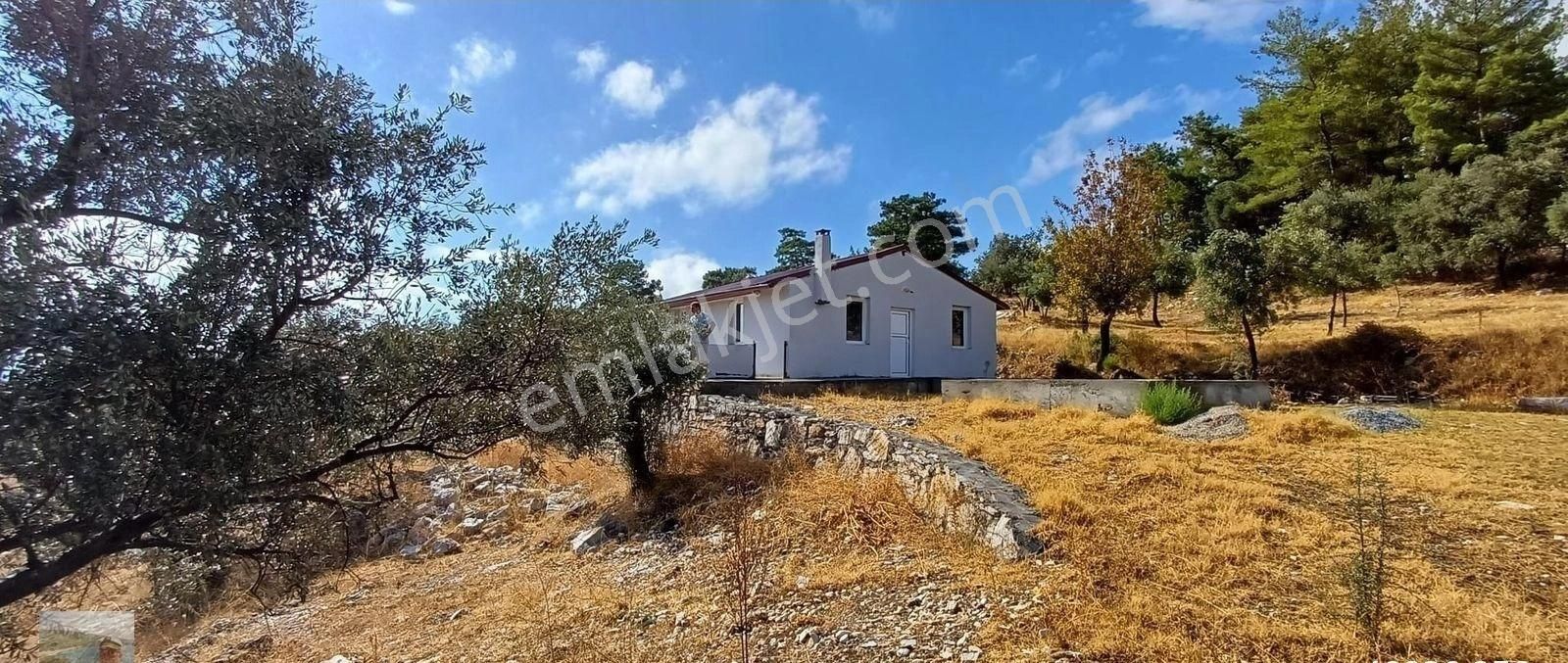 Milas Ören Yakınlarında Satılık Arazi İçinde Evi Olan Zeytinli Tarla