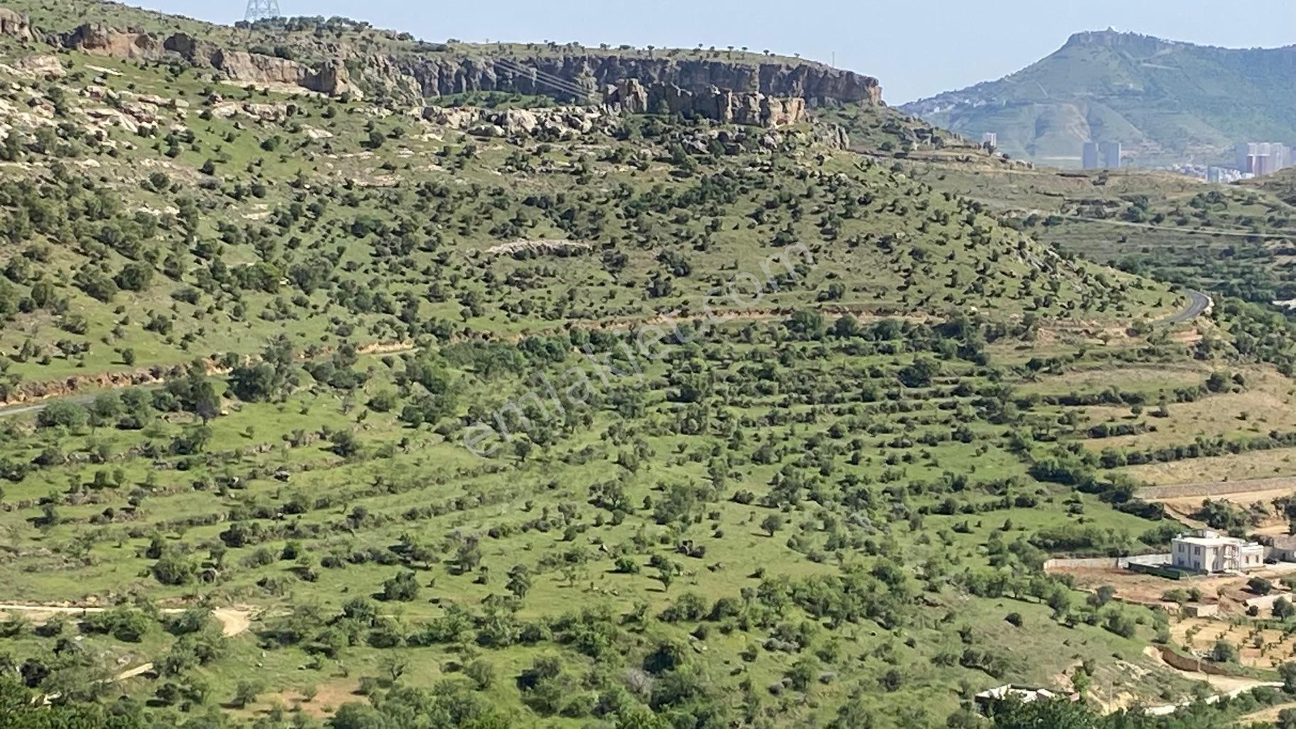Mardin Yalım Tarafında Satlık 10 Dönün 780 Mk Bağ Bahçe