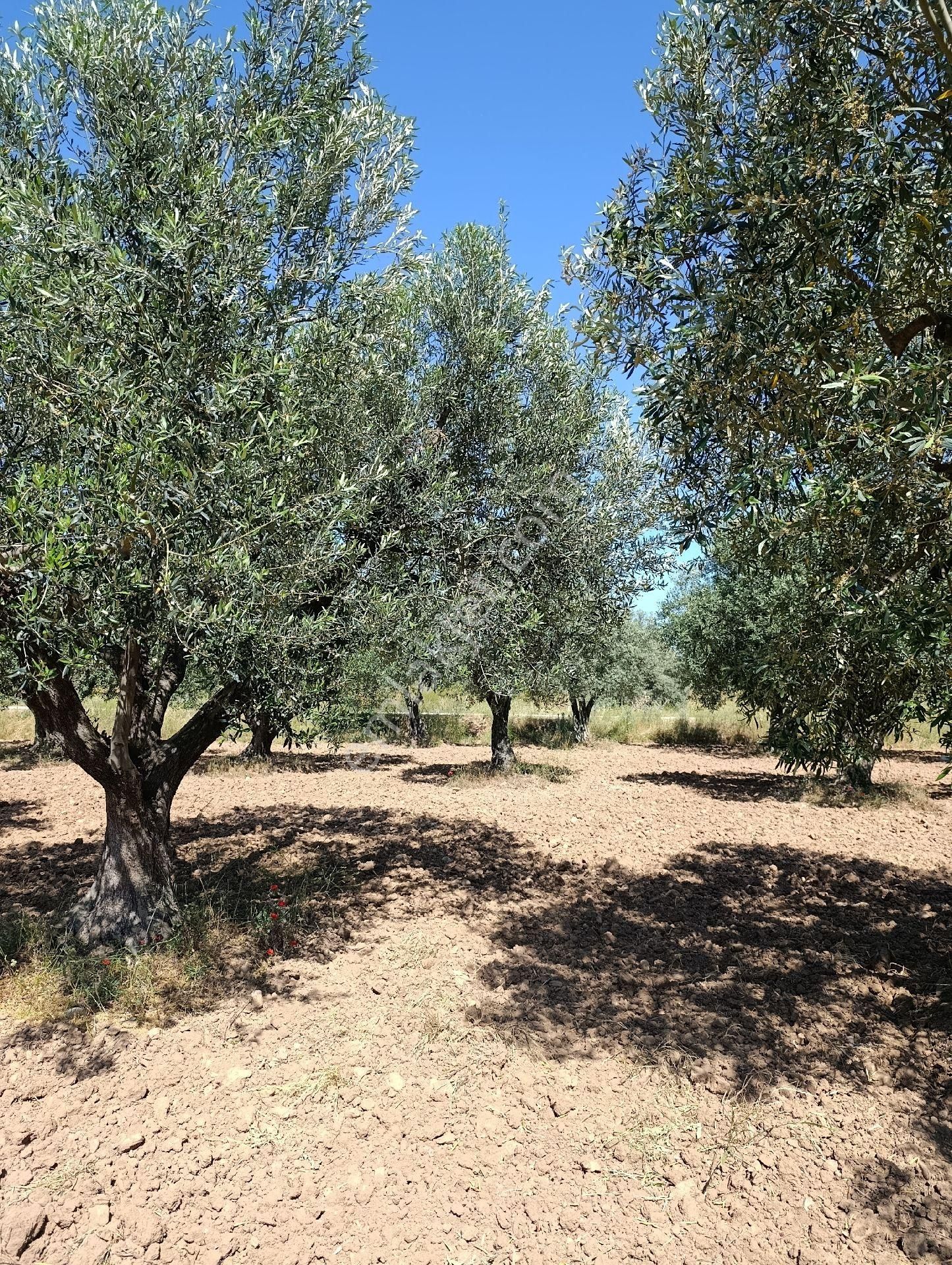 Manisa Turgutlu Sinirli Mh 3500m2 Zeytinlik - Görsel 28