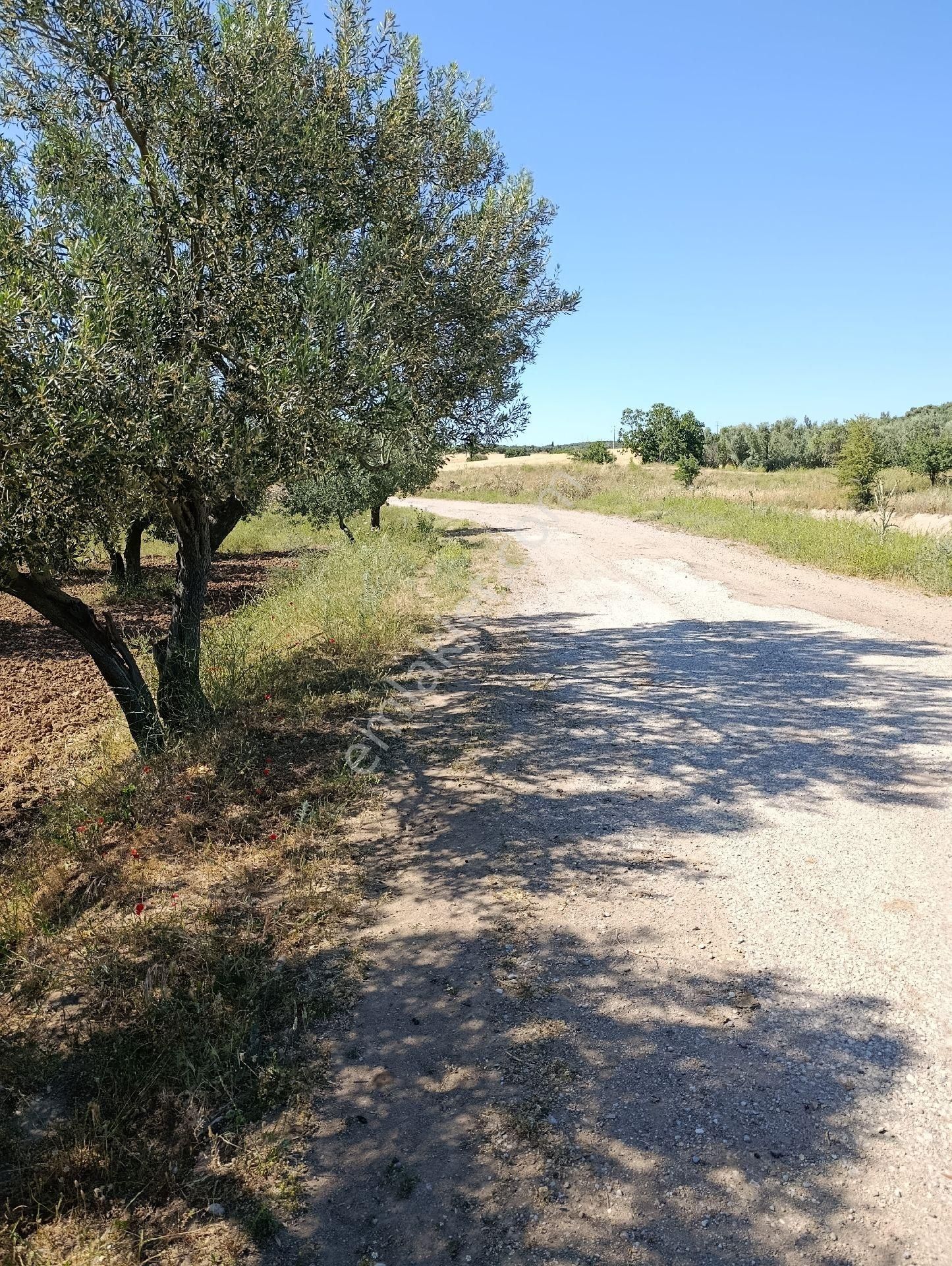 Manisa Turgutlu Sinirli Mh 3500m2 Zeytinlik - Görsel 16