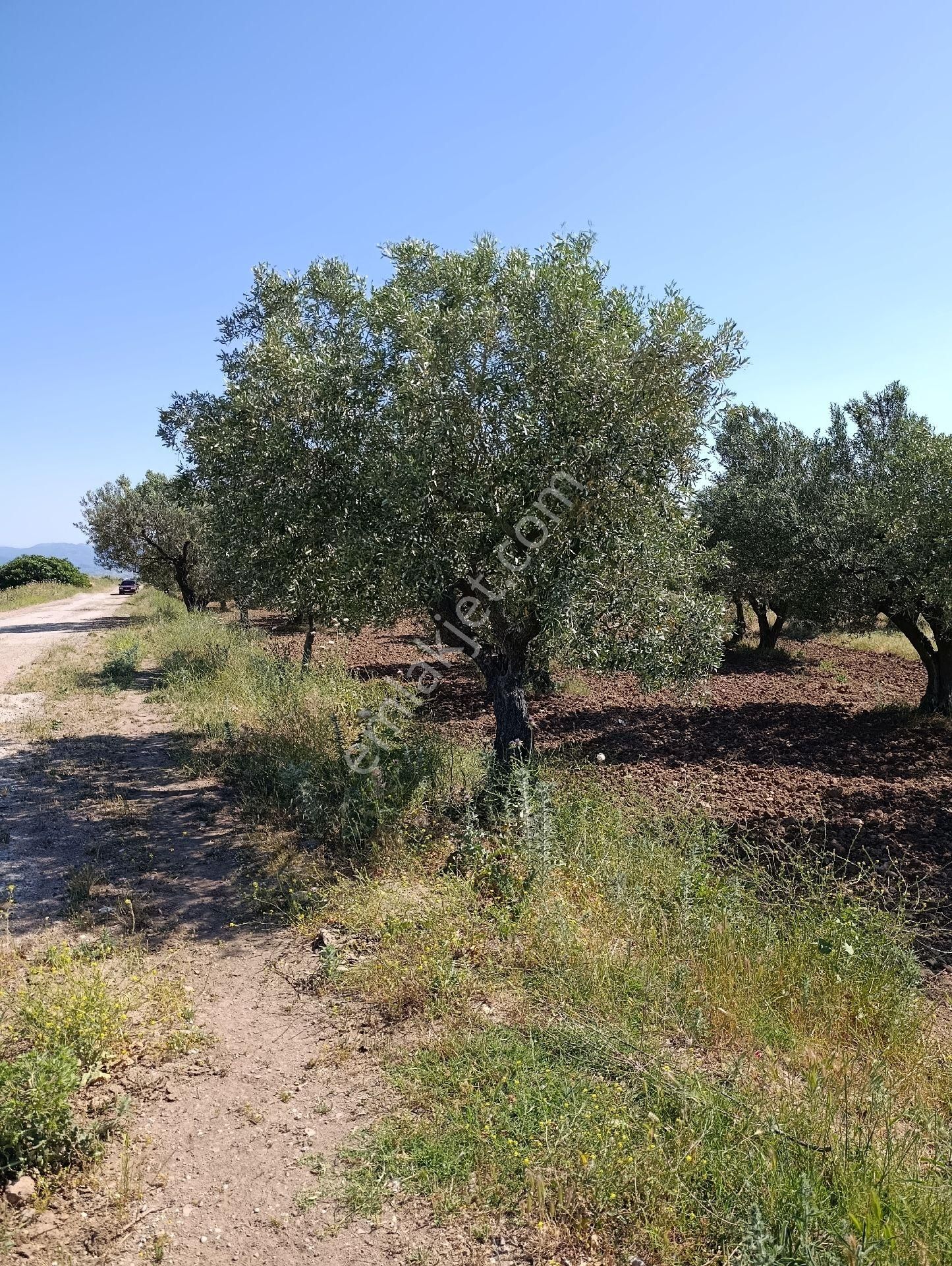 Manisa Turgutlu Sinirli Mh 3500m2 Zeytinlik - Görsel 21