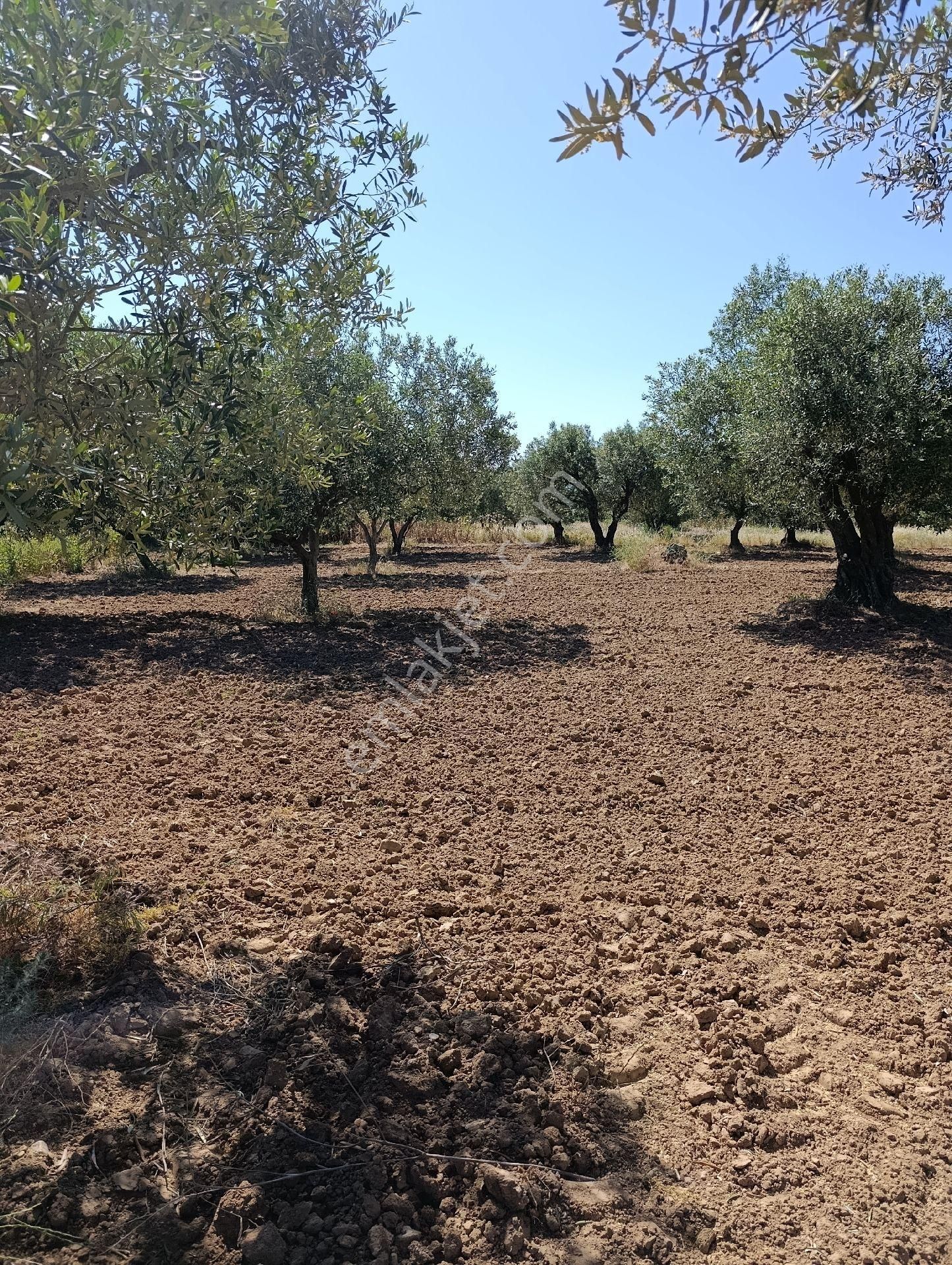 Manisa Turgutlu Sinirli Mh 3500m2 Zeytinlik - Görsel 33