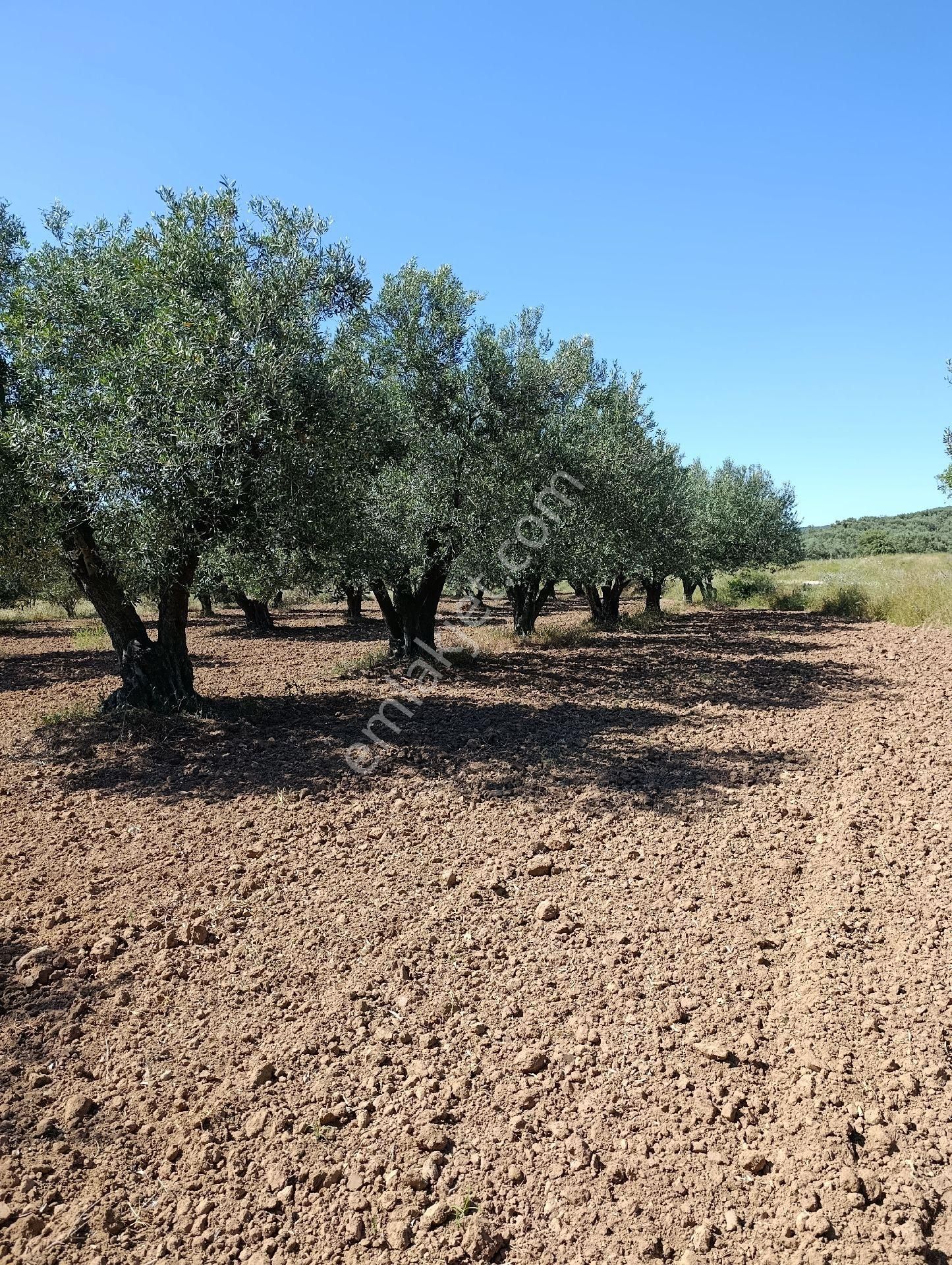 Manisa Turgutlu Sinirli Mh 3500m2 Zeytinlik - Görsel 31