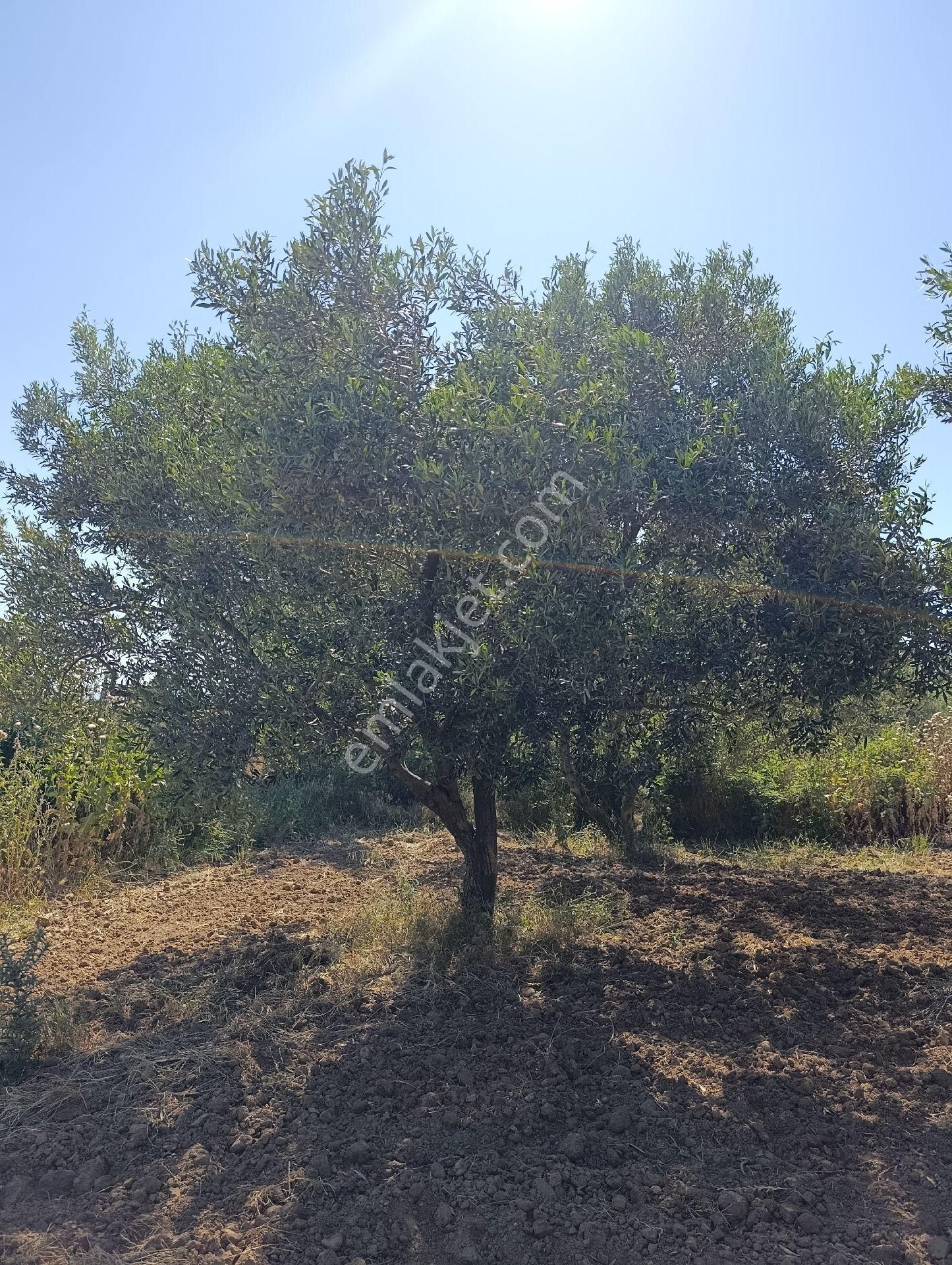 Manisa Turgutlu Sinirli Mh 3500m2 Zeytinlik - Görsel 34